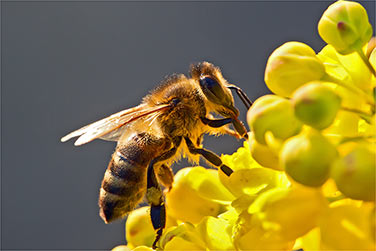 Madhava Honey Bee